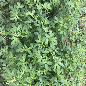 Chinese factory supply top grade Alfalfa Grass Seeds for Forage 