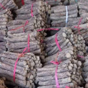Chinese factory supply Paulownia Elongata Root cut for growing 