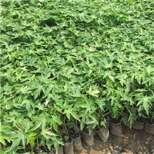 How to fertilize papaya  How to control papaya blight