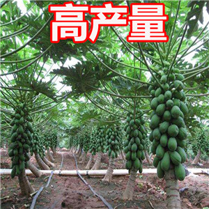 How to increase Red lady papaya yield and what problems should be paid attention to in papaya planting 
