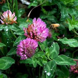 How to grow red clover grass seeds 