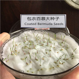 Best quality Coated Cynodon dactylon grass seeds from chinese factory 