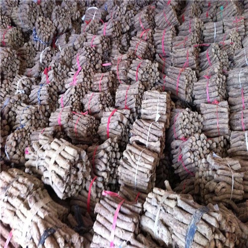 Best quality chinese Paulownia Tomentosa cut root for growing 