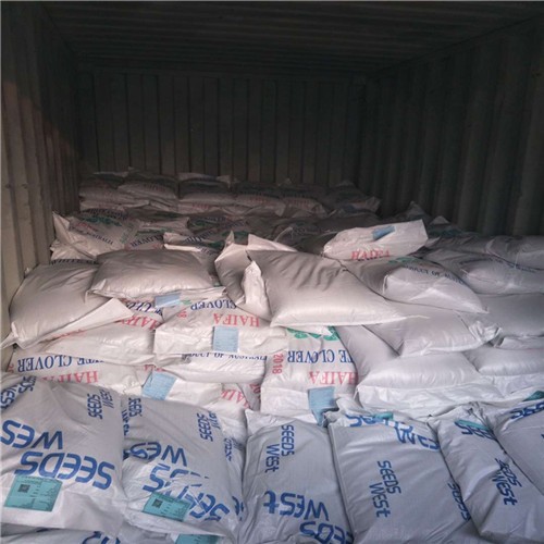 Chinese Factory supply Unhulled coated bermuda grass seeds