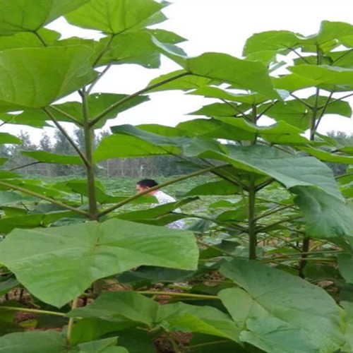 Chinese factory supply Paulownia Elongata Root cut for growing 