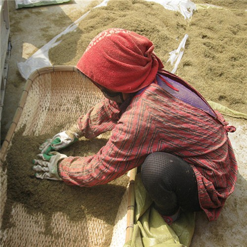 Chinese raw stevia seeds for planting 