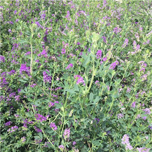 Factory supply Alfalfa Grass Seeds for growing 