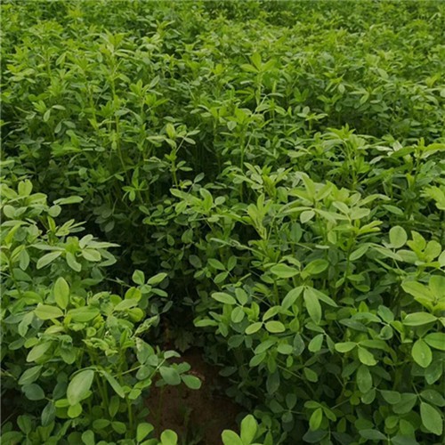 Factory supply Alfalfa Grass Seeds for growing - Image 1