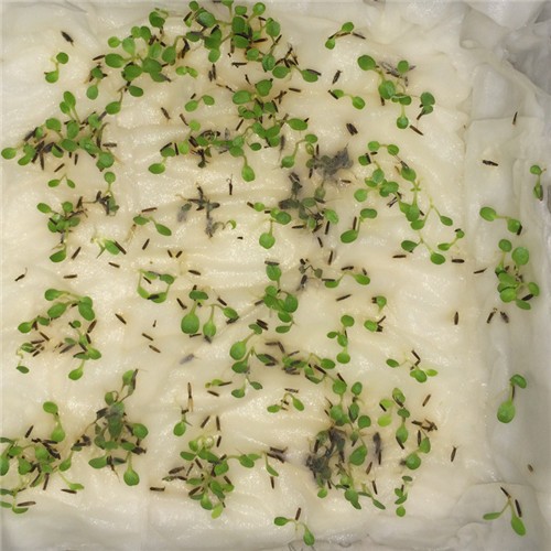 Factory supply High quality Chinese clean stevia seeds for growing - Image 1