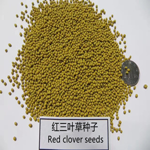 Factory supply High quality Coated Red clover seeds for growing  