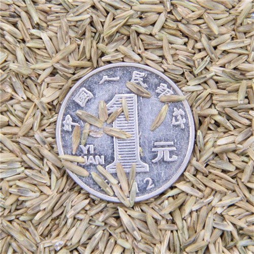 High quality forage grass perennial ryegrass for planting - Image 1