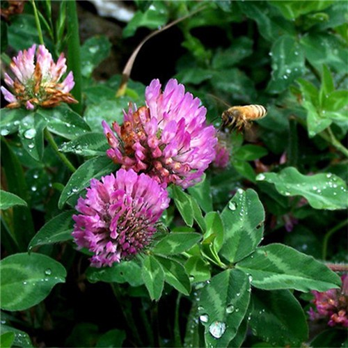 High quality forage grass pure white clover seeds for planting  
