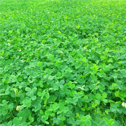 High quality forage grass white clover seeds for growing  
