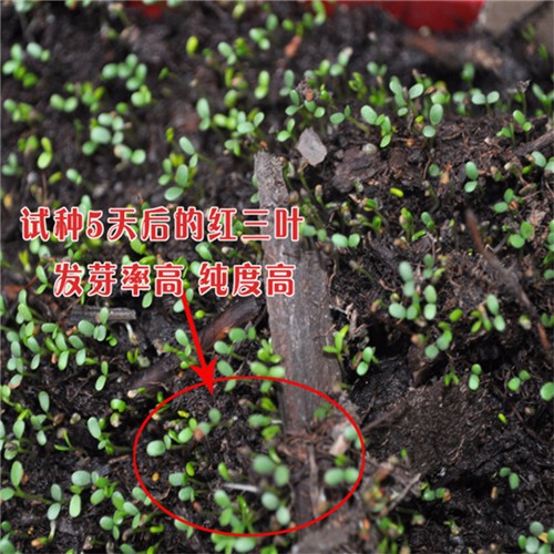 High quality forage grass white clover seeds for growing  