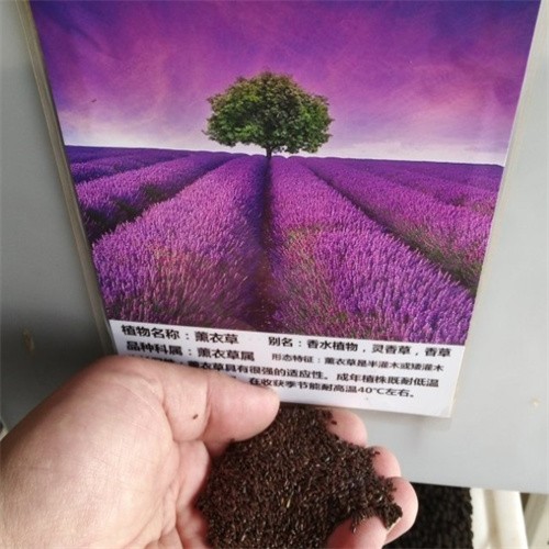 Low price lavandula angustifolia seeds Supply by factory