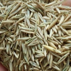 factory supply Pure perennial ryegrass for growing 