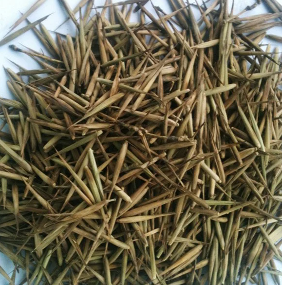 mao zhu moso bamboo seeds Phyllostachys Edulis Seeds for planting