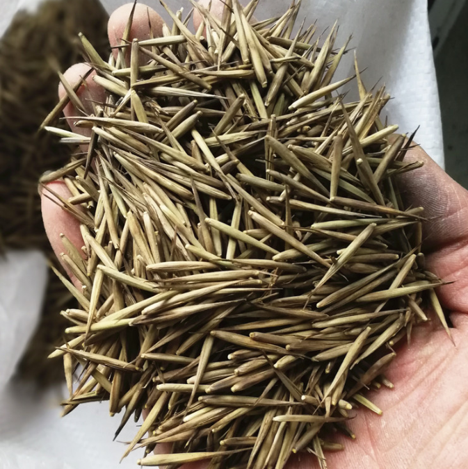 mao zhu moso bamboo seeds Phyllostachys Edulis Seeds for planting